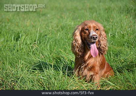 
                Hund, English Cocker Spaniel                   