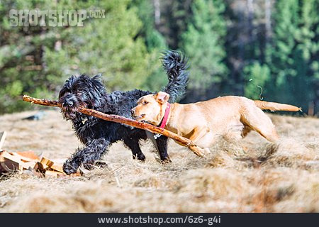 
                Playing, Dogs                   