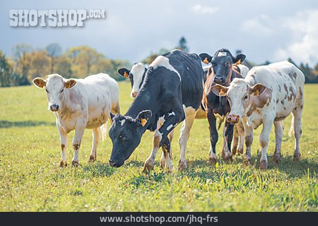 
                Holstein-rind                   