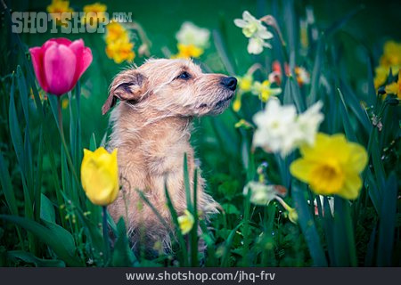 
                Hund, Frühling, Blumenfeld                   