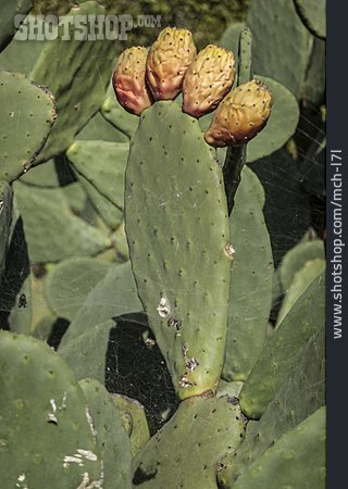 
                Feigenkaktus, Opuntia Ficus-indica                   