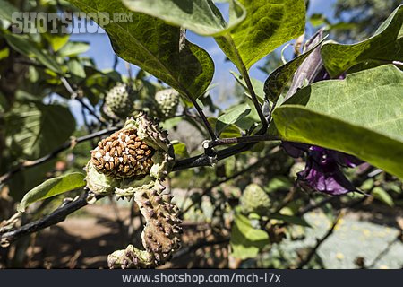 
                Indischer Stechapfel, Datura Metel                   