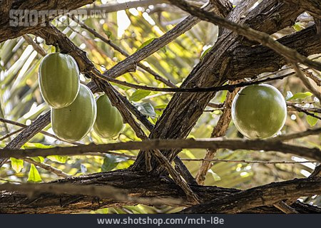 
                Frucht, Kalebassenbaum                   