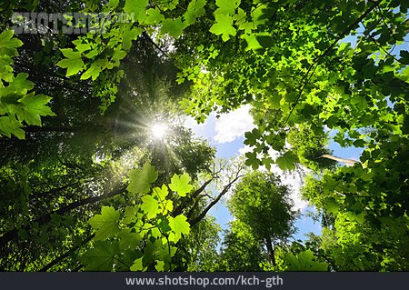 
                Wald, Photosynthese                   