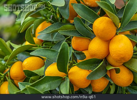 
                Kumquat                   