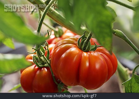 
                Tomaten, Tomatenpflanze                   