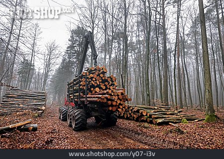 
                Forstwirtschaft, Waldwirtschaft                   