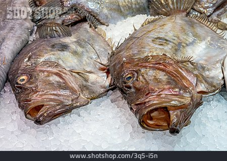 
                Fisch, Speisefisch, Brachse                   