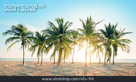 
                Palmen, Tropisch, Florida                   