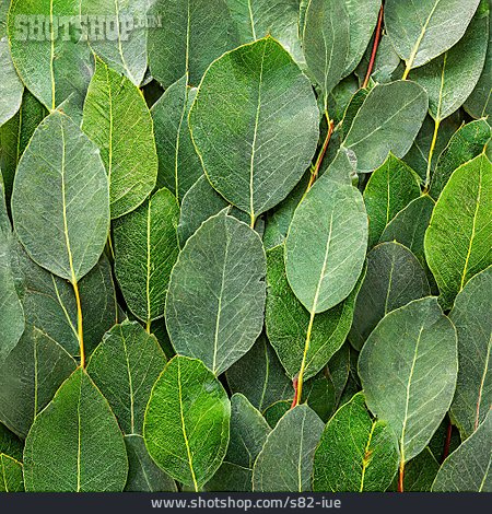 
                Eukalyptusblätter                   
