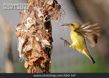 
                Nestbau, Grünrücken-nektarvogel                   