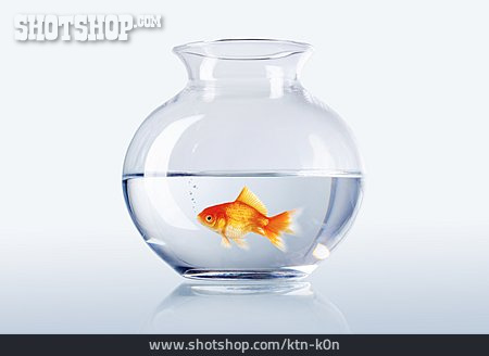 
                Goldfisch, Goldfischglas                   