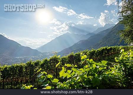 
                Weinbaugebiet, Trentino-südtirol                   