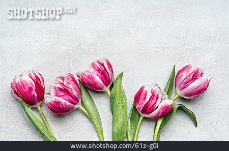 
                Tulpen                   