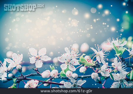 
                Kirschblüte, Frühling, Magisch                   