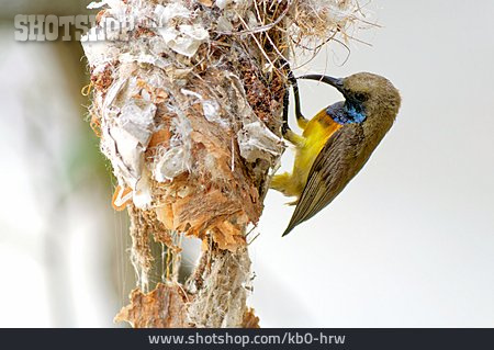 
                Nestbau, Grünrücken-nektarvogel                   