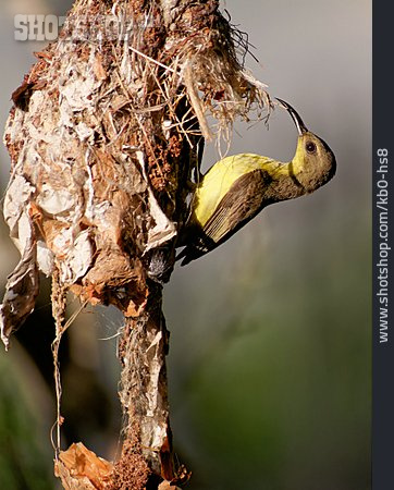 
                Nestbau, Grünrücken-nektarvogel                   