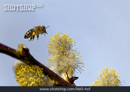 
                Honigbiene, Pollenflug                   