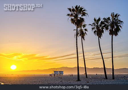 
                Sonnenuntergang, Palme, Venice Beach                   