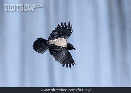 
                Flight, Crow                   