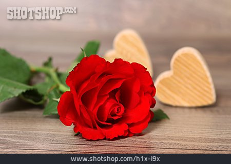 
                Liebe, Valentinstag, Rote Rose                   