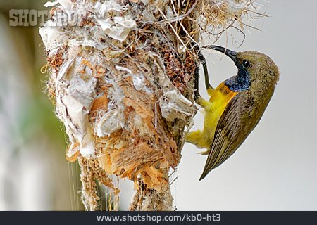 
                Nestbau, Grünrücken-nektarvogel                   