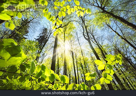 
                Wald, Sonnenstrahlen, Frühling                   