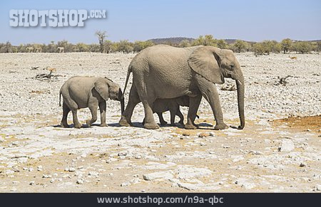 
                Tierfamilie, Elefant                   
