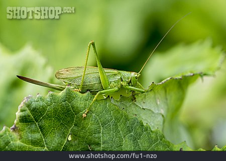 
                Great Green Bush Cricket                   