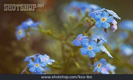 
                Forget-me-not                   