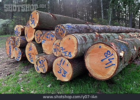 
                Baumstamm, Forstwirtschaft, Markierung                   