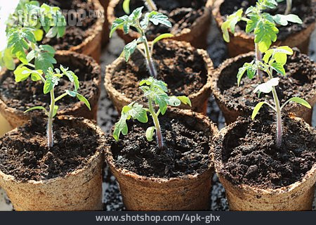 
                Setzling, Tomatenpflanze                   
