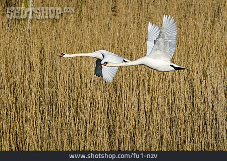 
                Flug, Höckerschwan                   