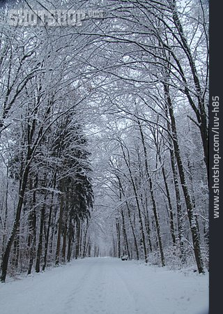 
                Wald, Winter, Schnee                   