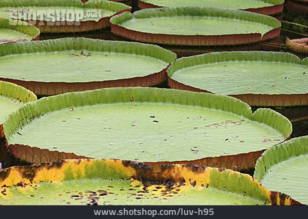 
                Seerosenblatt, Victoria Amazonica                   