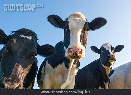 
                Neugierig, Holstein-rind                   