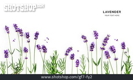 
                Lavendel, Lavender                   