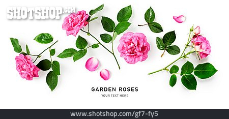 
                Gartenrose, Garden Roses                   