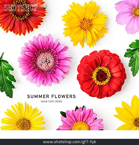 
                Sommerblumen, Summer Flowers                   