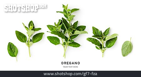 
                Oregano                   