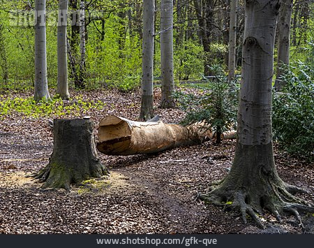 
                Baum, Fällen                   