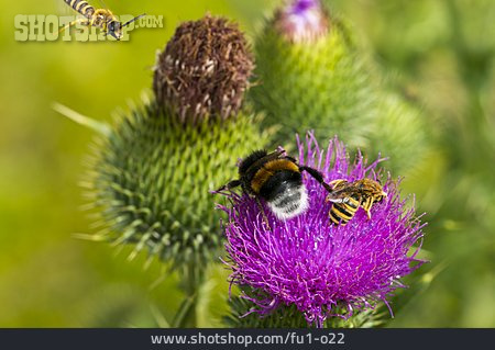 
                Biene, Hummel, Distelblüte                   