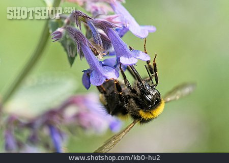 
                Dunkle Erdhummel                   