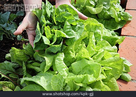 
                Grüner Salat, Kopfsalat, Blattsalat                   