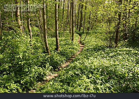 
                Wald, Bärlauch, Trampelpfad                   