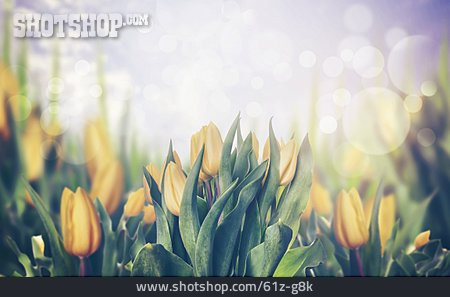 
                Tulpe, Tulpenblüte                   