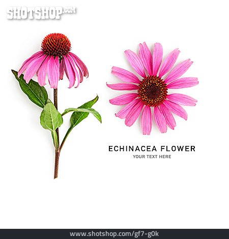 
                Blume, Echinacea                   