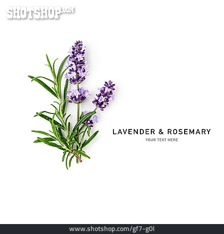 
                Rosmarin, Lavendel, Lavender & Rosemary                   