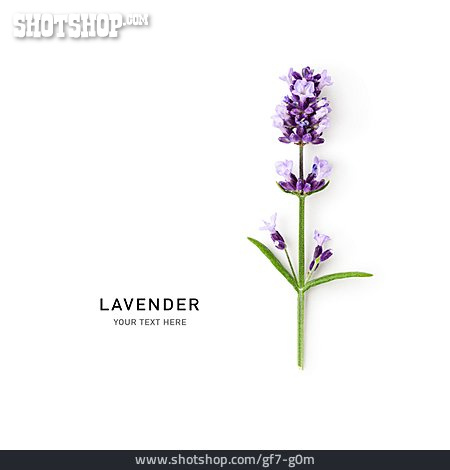 
                Lavendel, Lavender                   