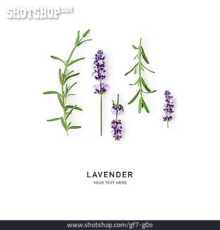 
                Lavendel, Lavender                   